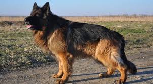 German Shepherd Dog